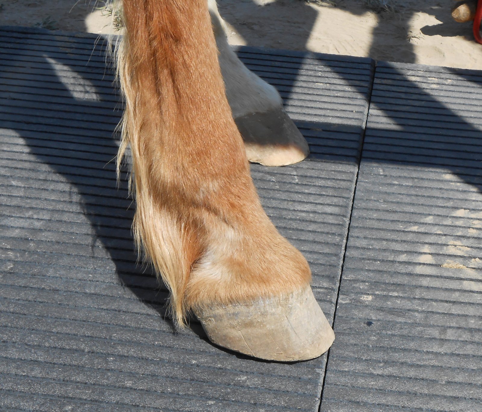 Strong, Healthy Hooves