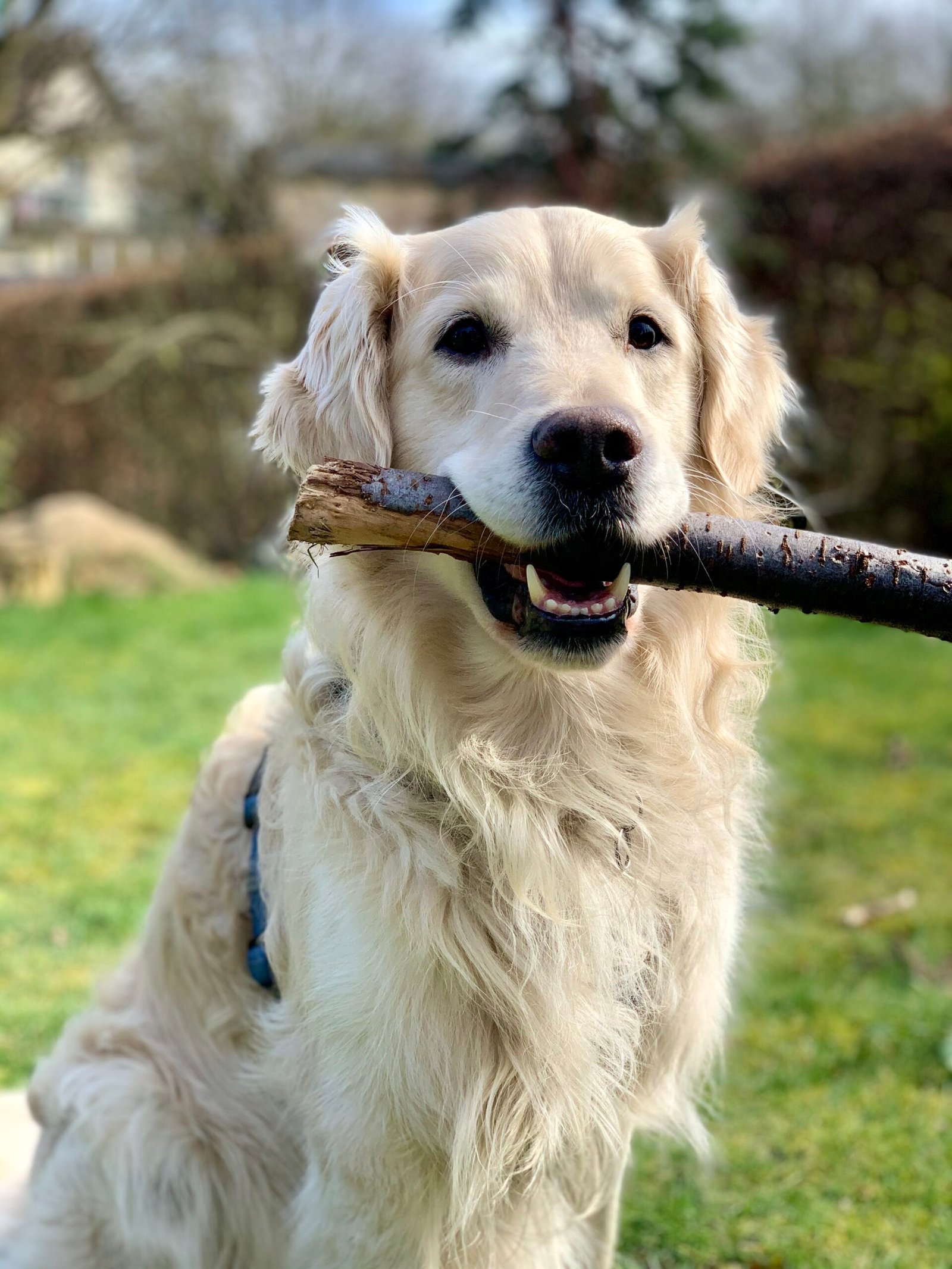 Golden Retriever