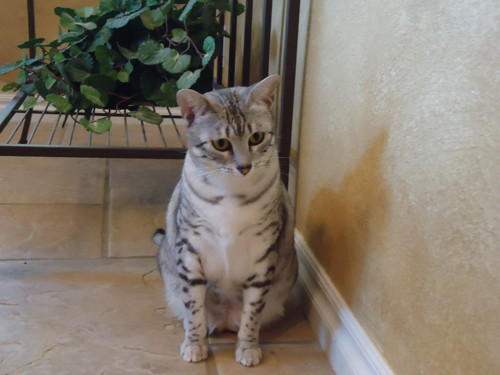 Highly Intelligent Breed