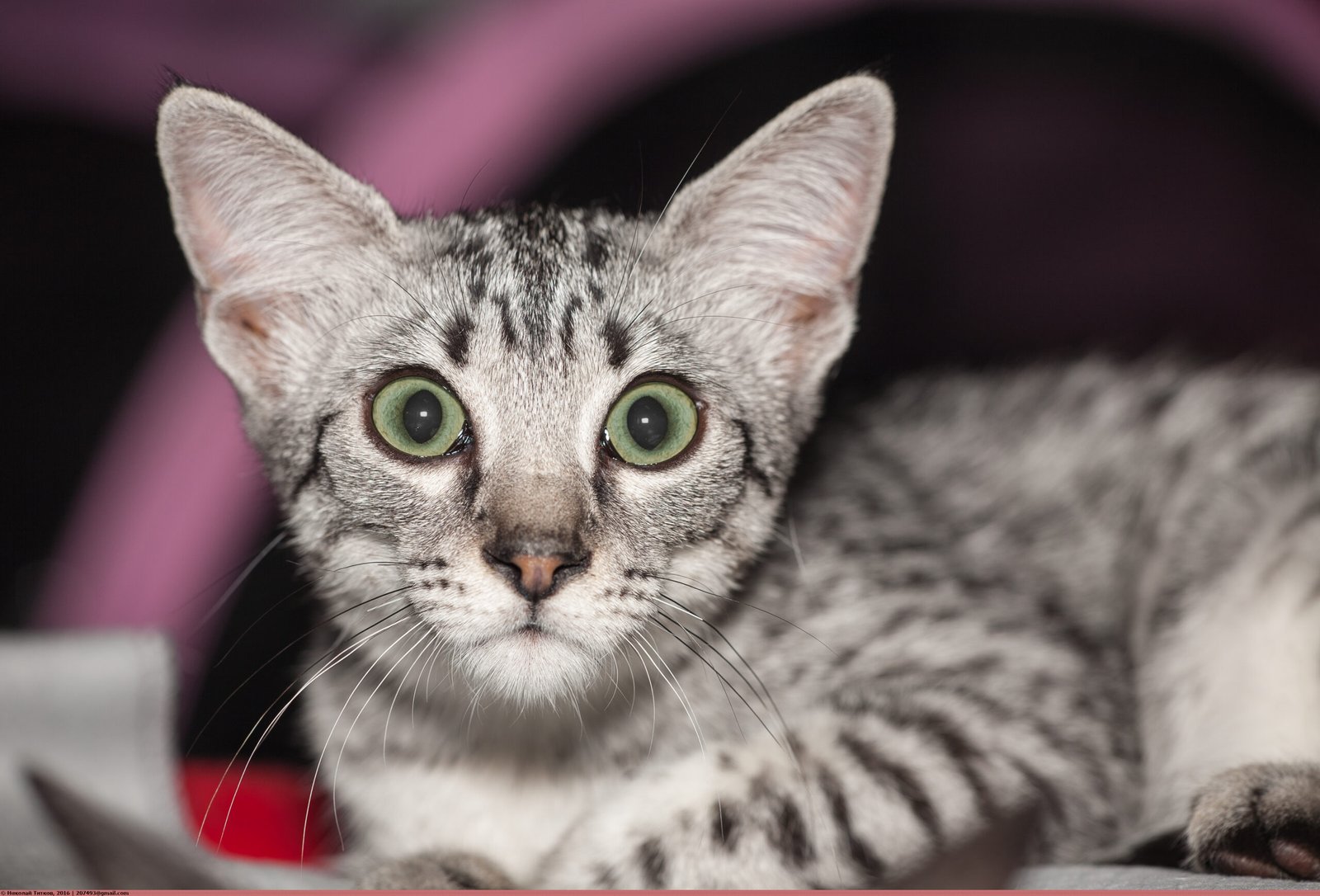 10 Interesting Facts About the Egyptian Mau