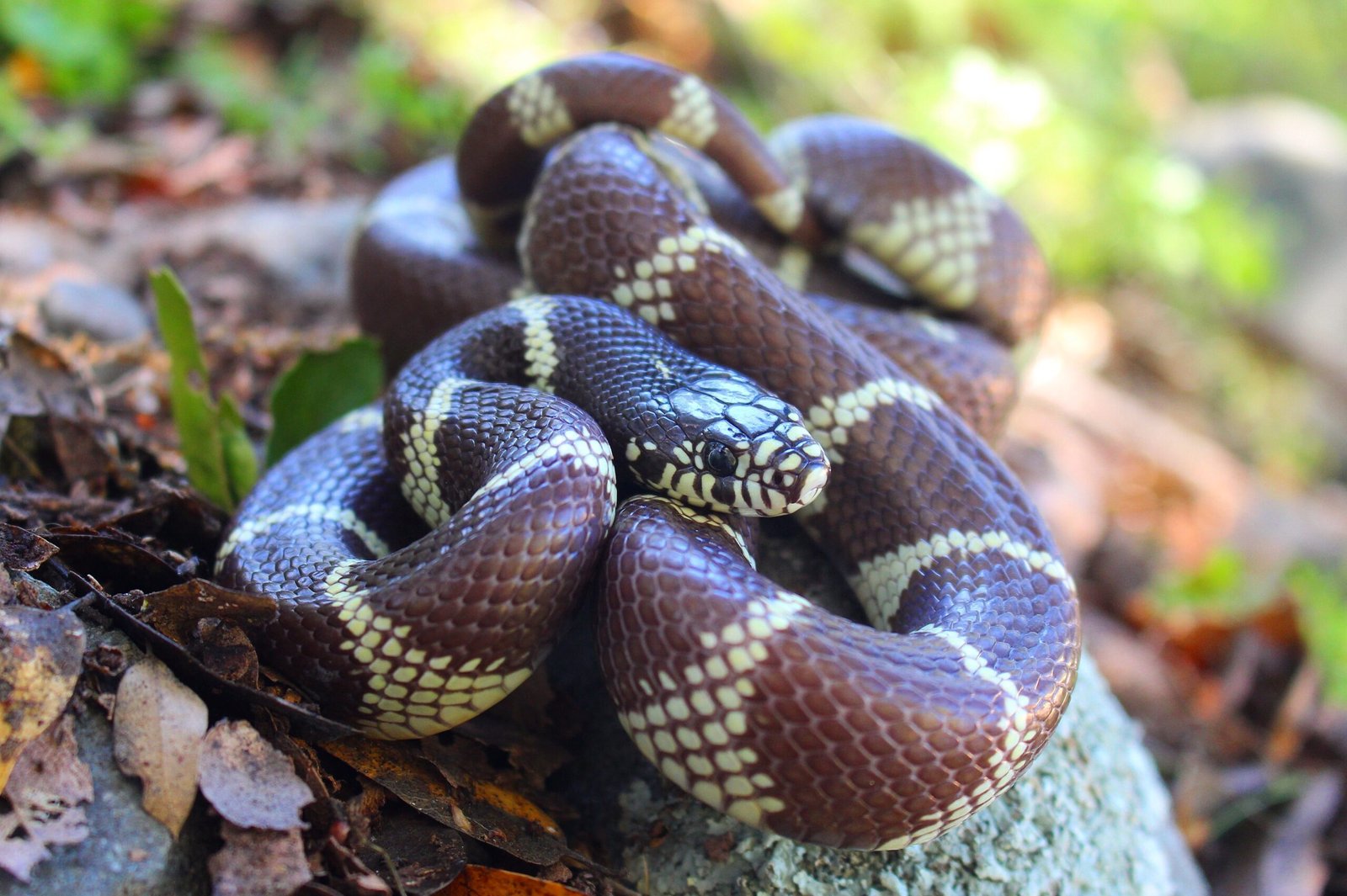 California Kingsnake: The Striped Hunter