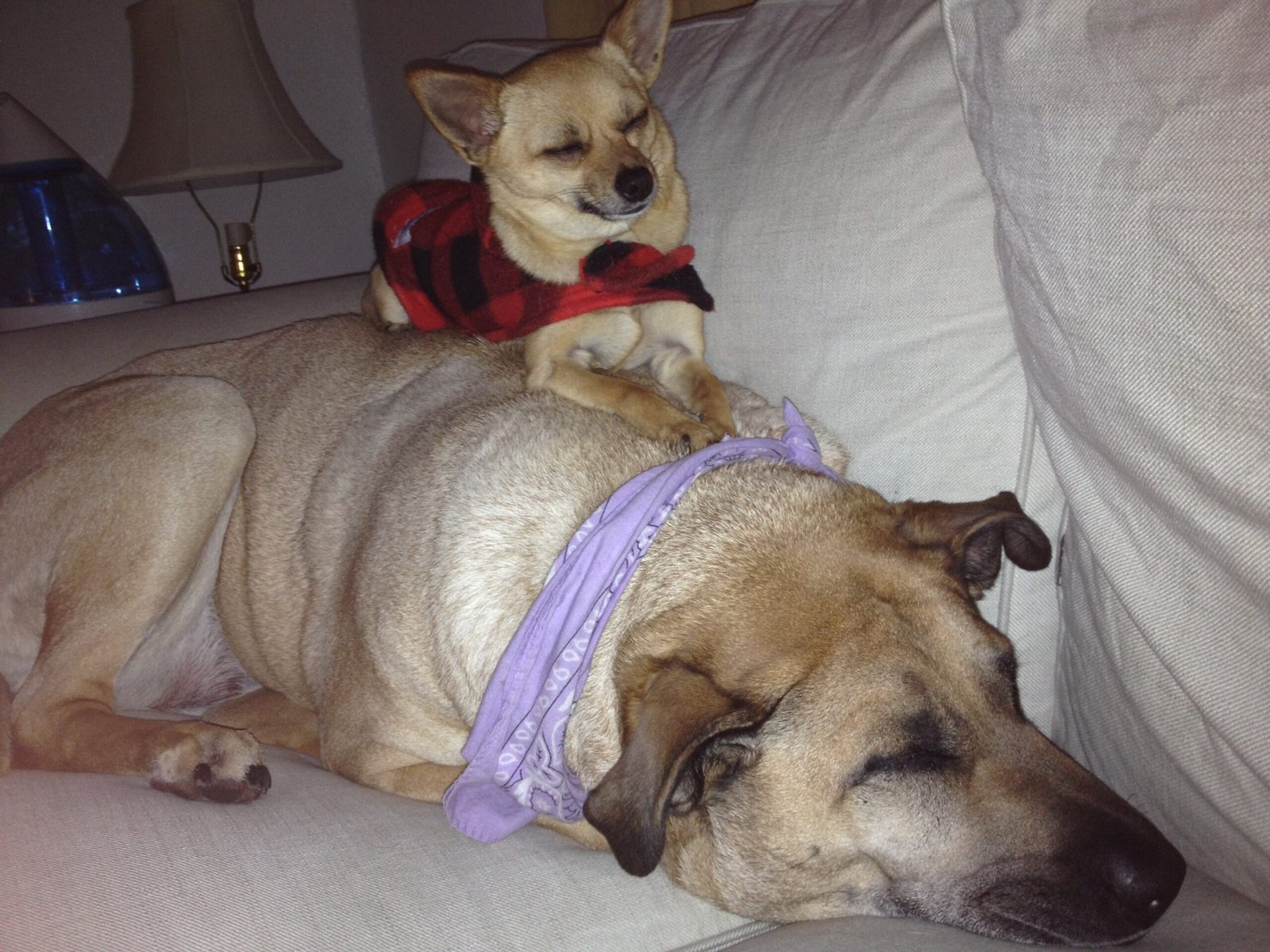 Myth 4: Small Dogs Are Easier to Handle
