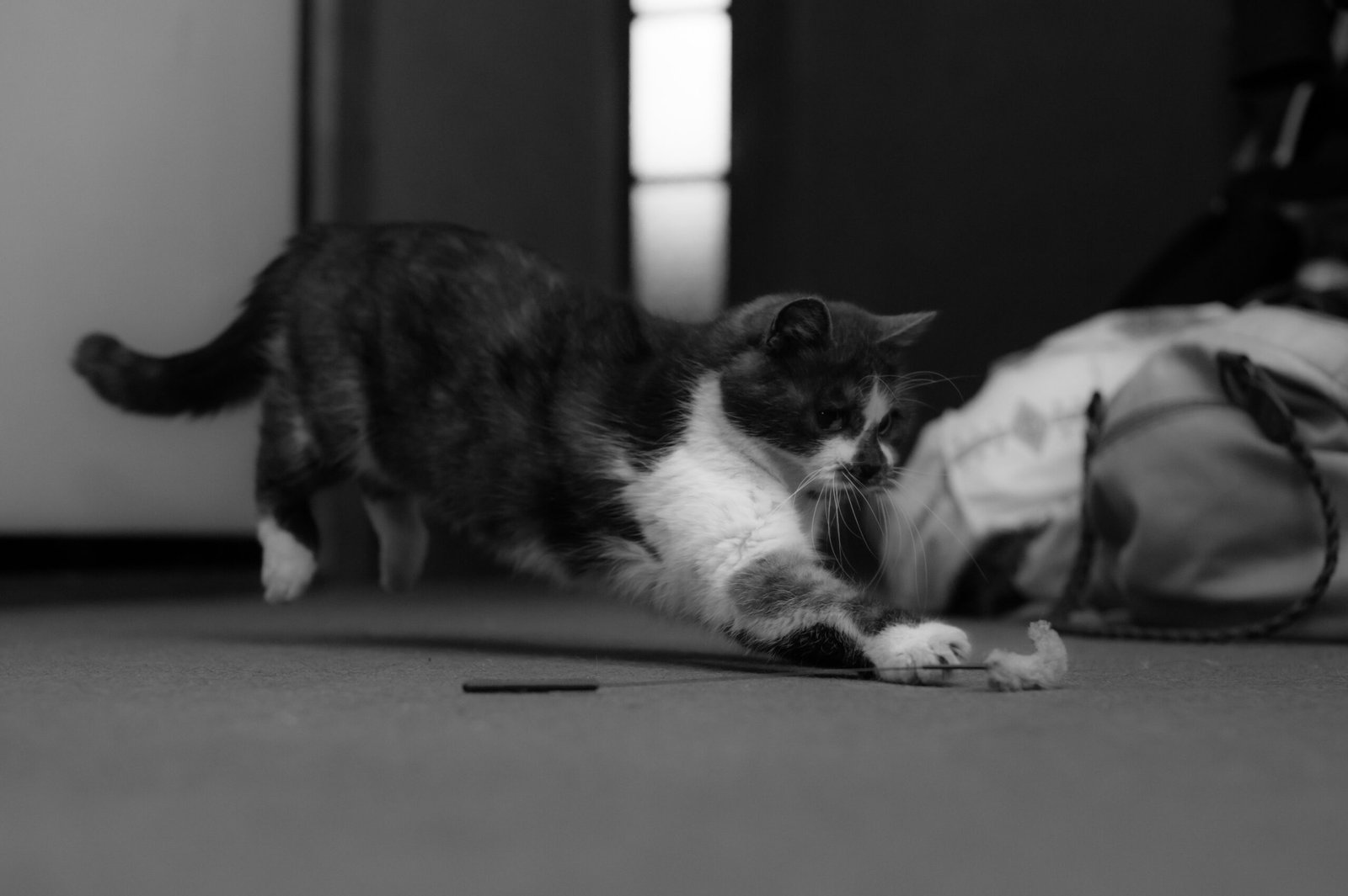 They Still Have Hunting Instincts