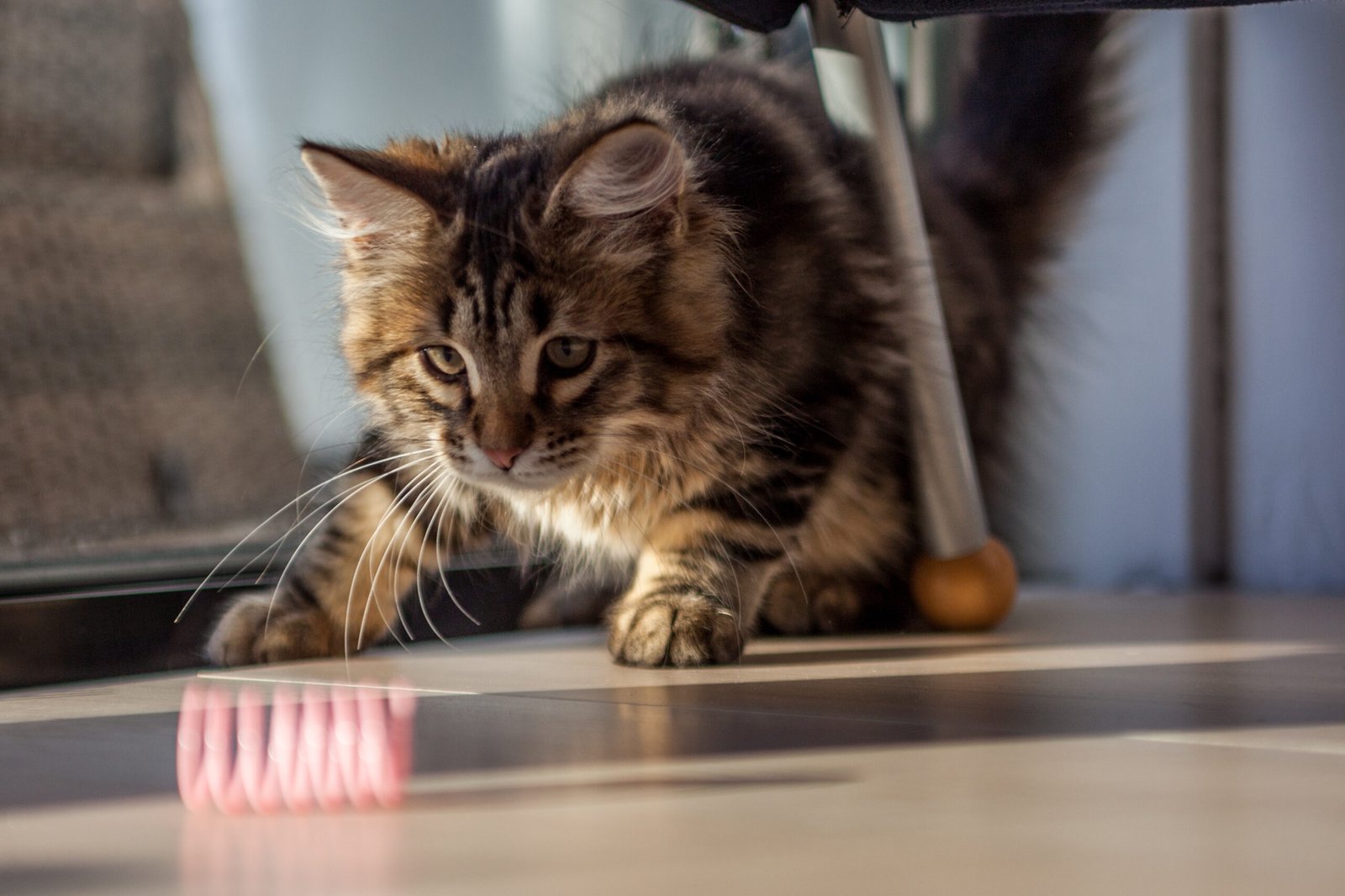 Indoor Cats Need Exercise