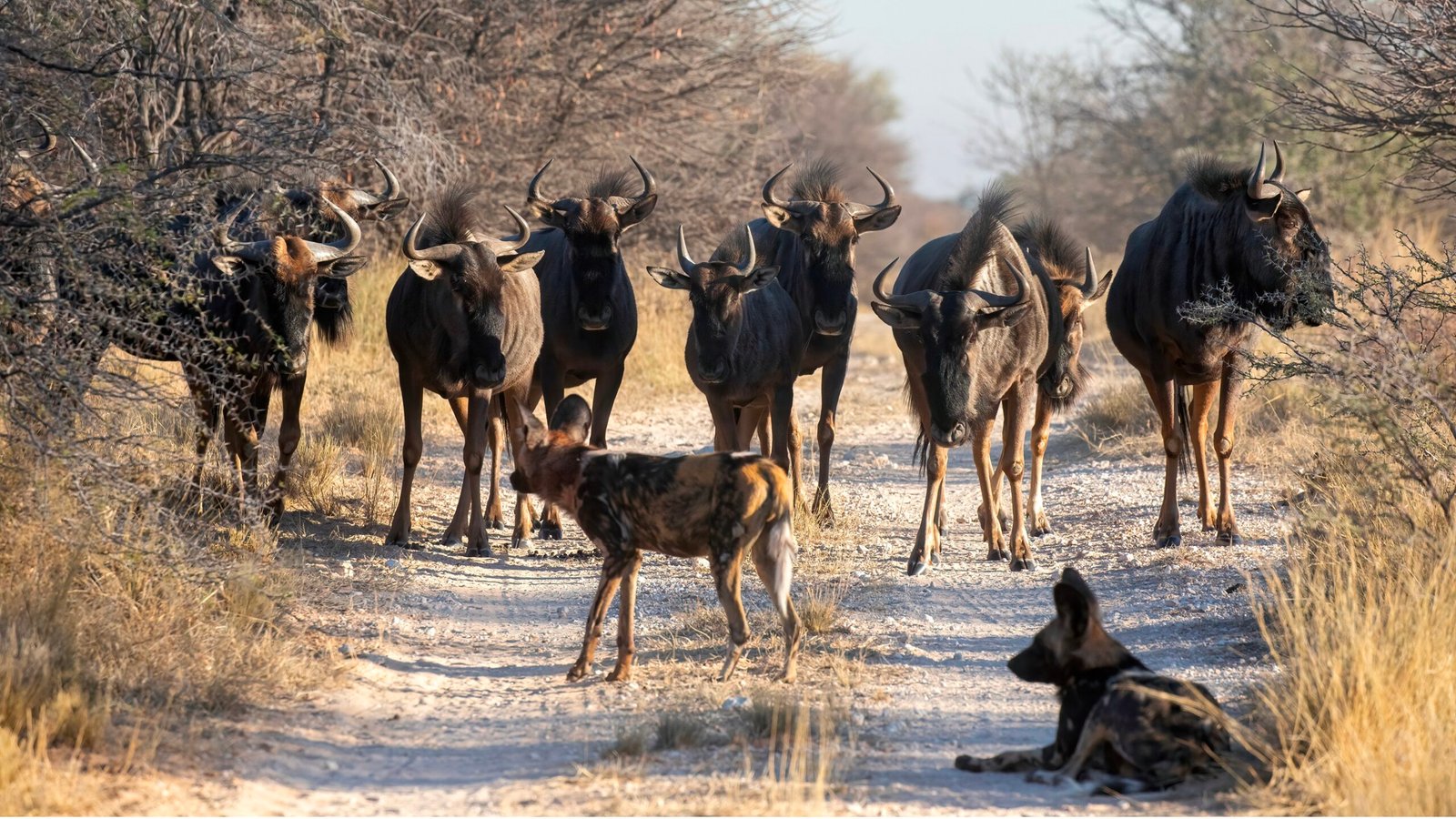 Role in the Ecosystem