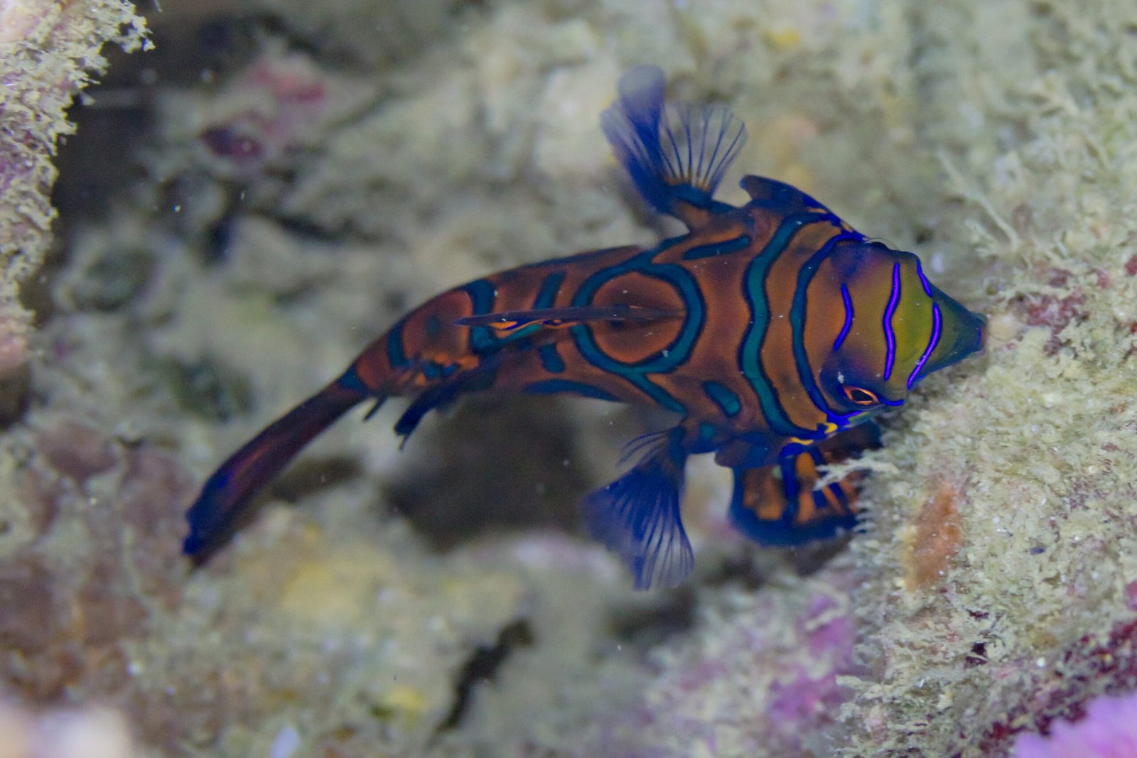 3. Diet and Feeding Habits