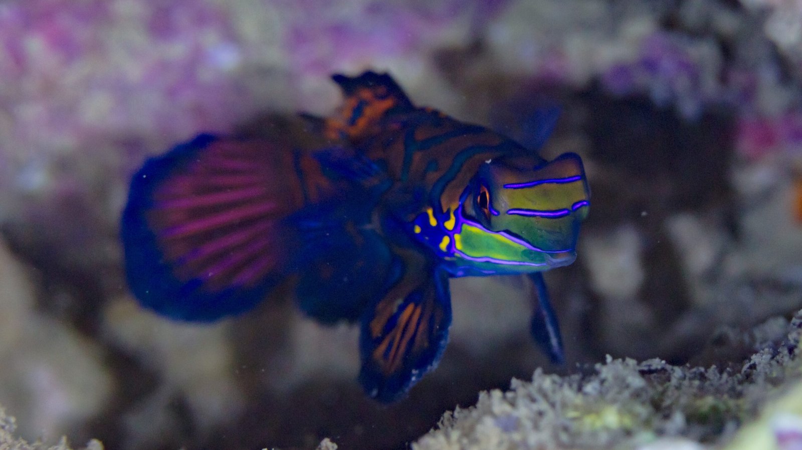 10. Conservation and Ethical Considerations