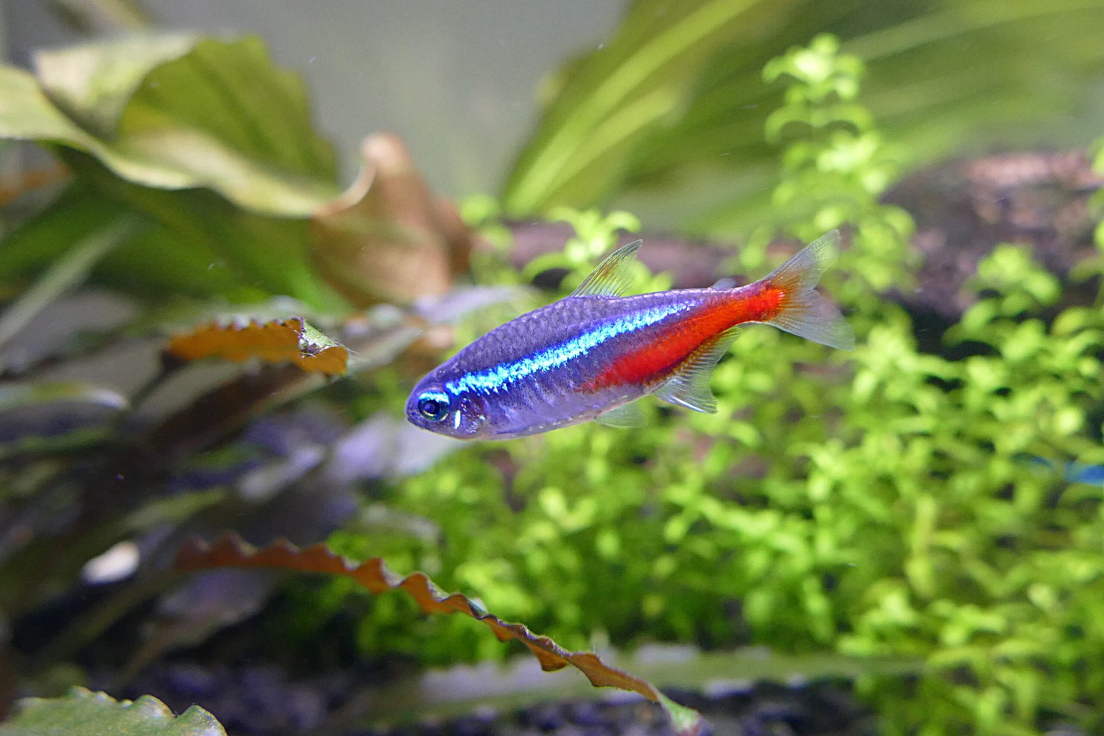 1. Neon Tetra: The Jewel of the Tank