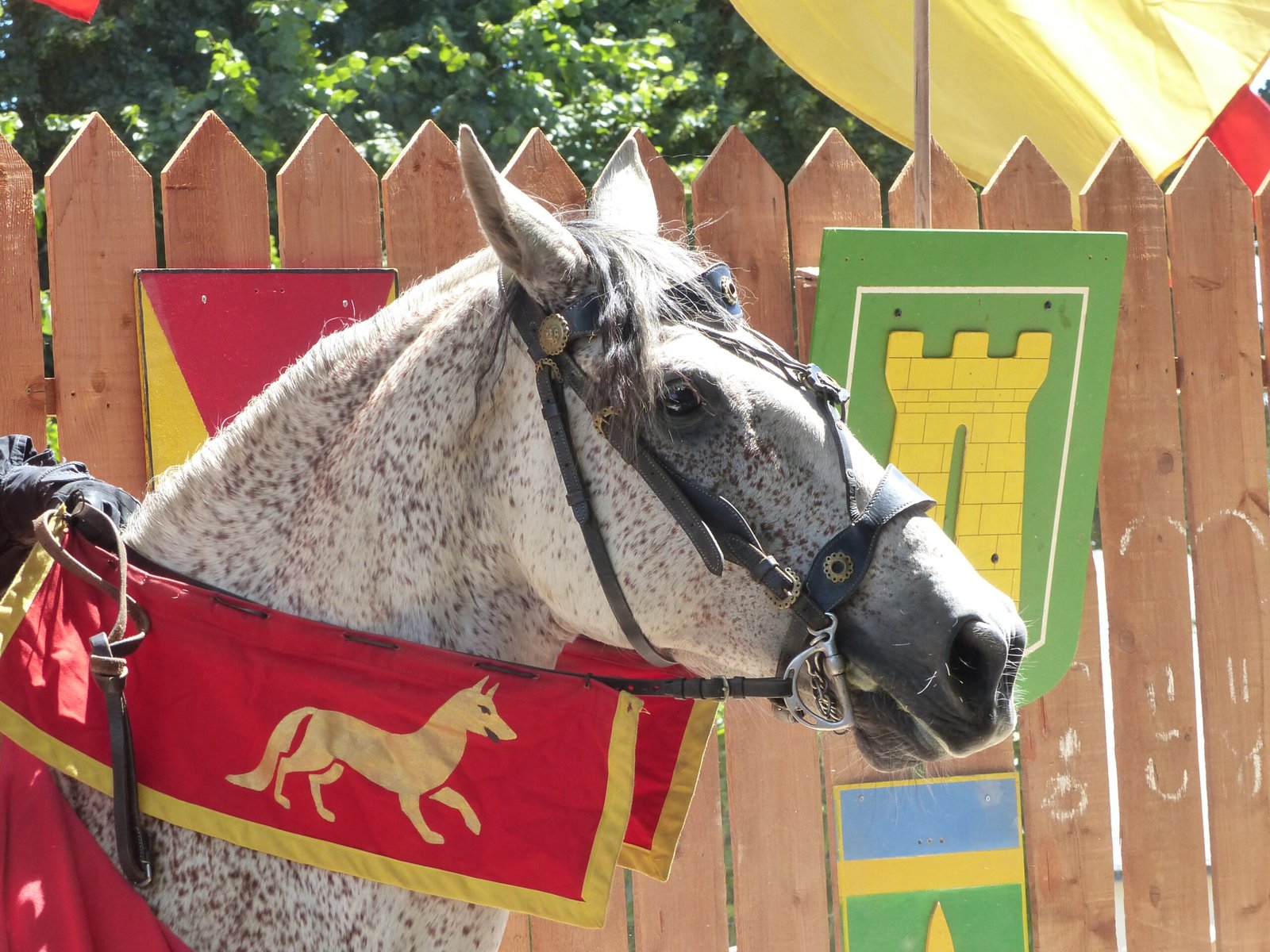 Pura Raza Española: The Classical Beauty