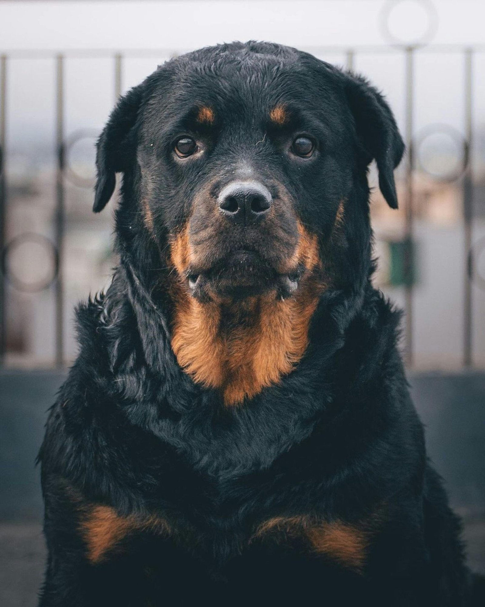 Understanding Rottweiler Grooming Needs