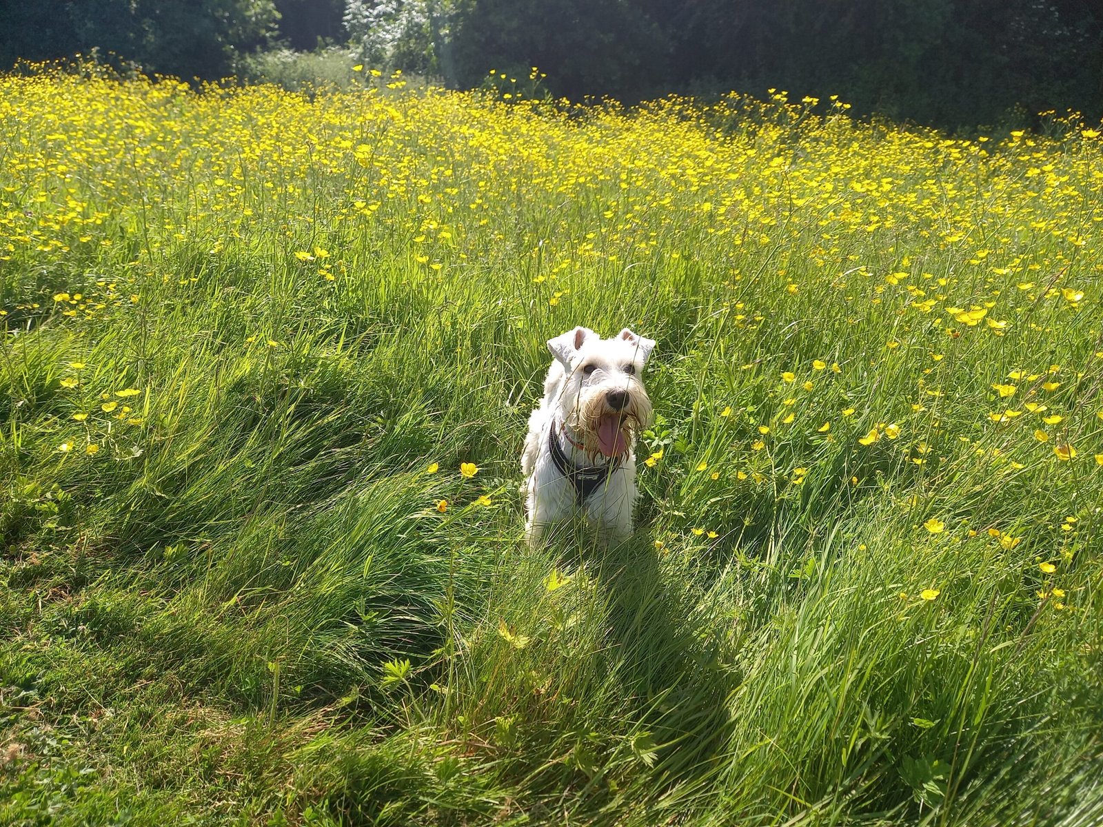 Miniature Schnauzer
