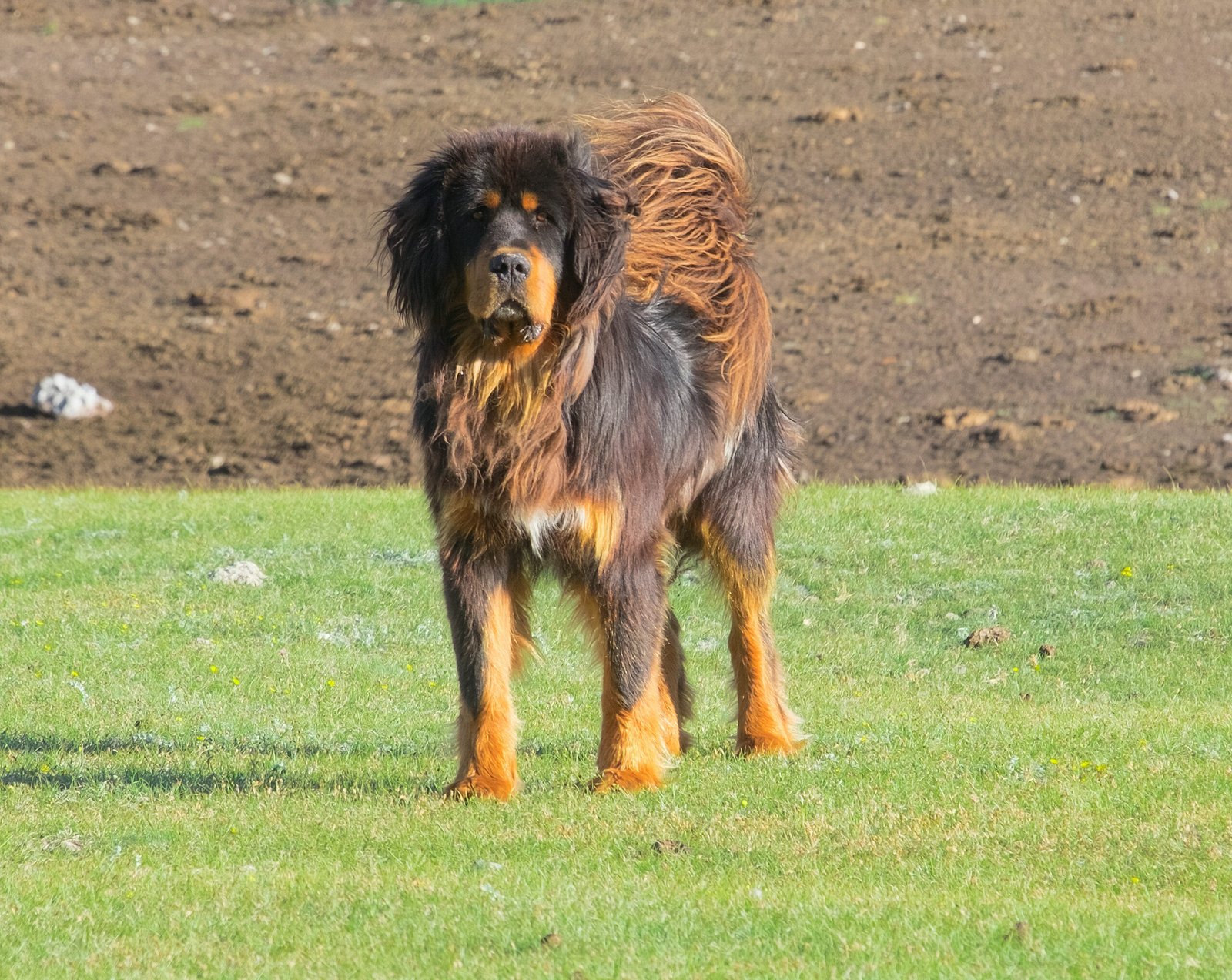 9. Tibetan Mastiff: The Independent Guardian