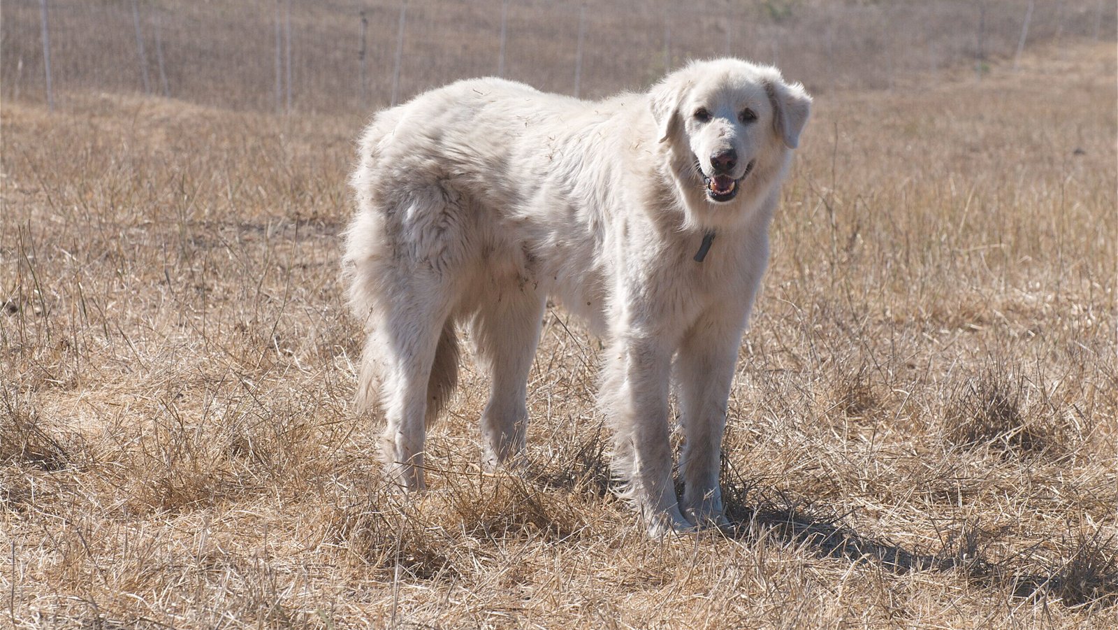 Everything You Need to Know About the Mountain Guardian, The Akbash Dog