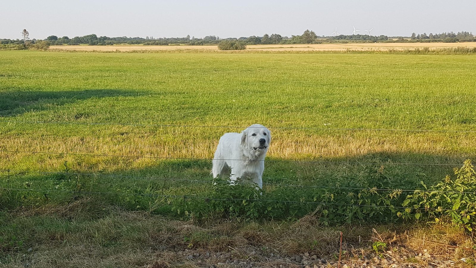 12. Kuvasz: The Devoted Companion