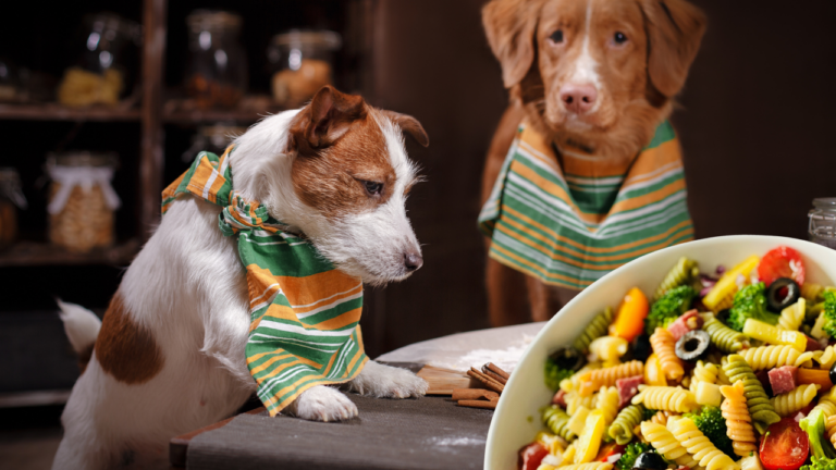 Home made recipes for your dog
