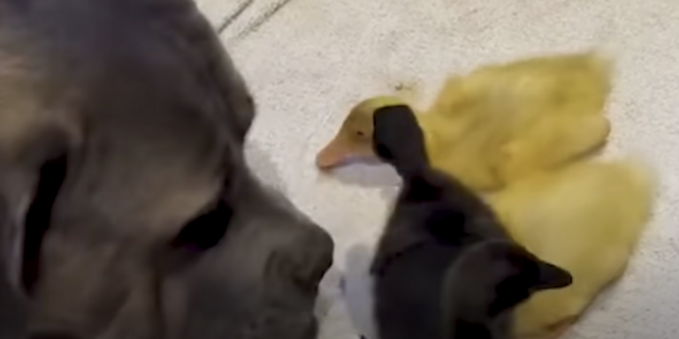 Dog