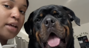 Rottie