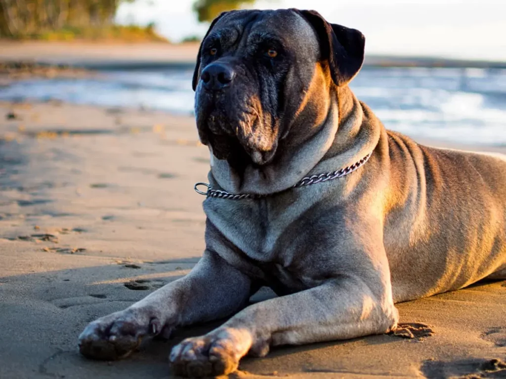 7. Bullmastiffs: Gentle Giants with a Protective Streak