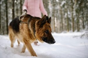 What Owning a German Shepherd Says About Your Personality