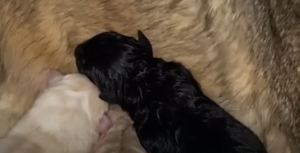 Foster Dog