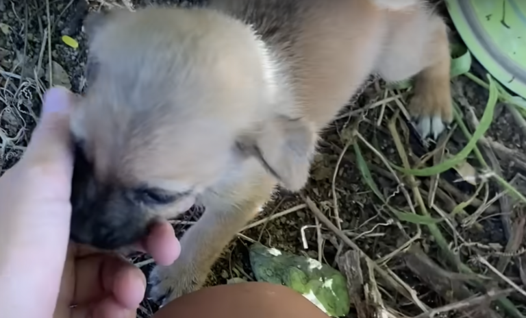 Mama Dog And Litter Of Puppies