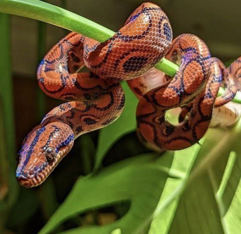 5. Brazilian Rainbow Boa: A Living Rainbow