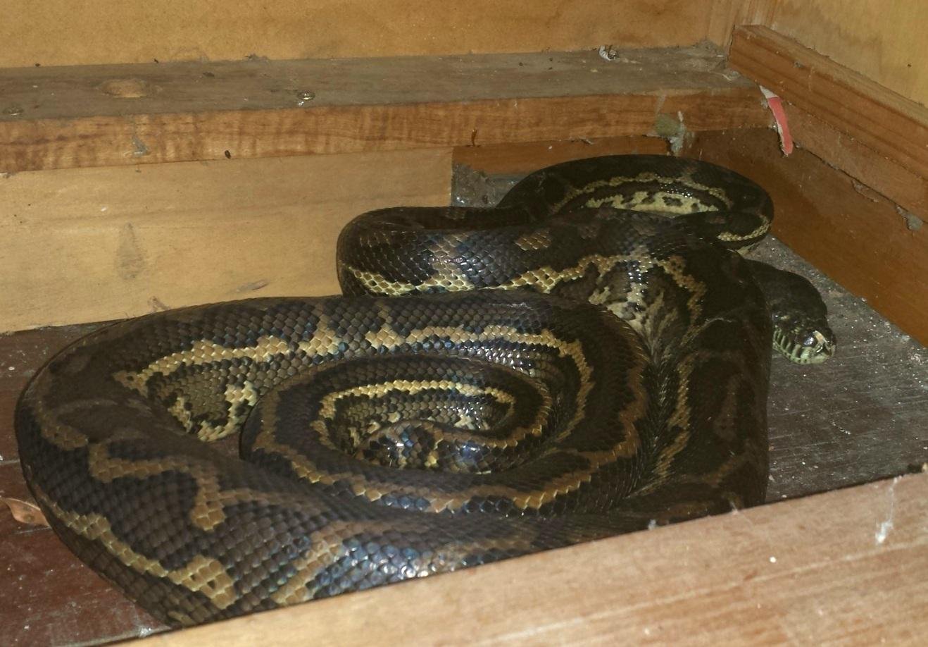 7. Carpet Python: The Mosaic Serpent