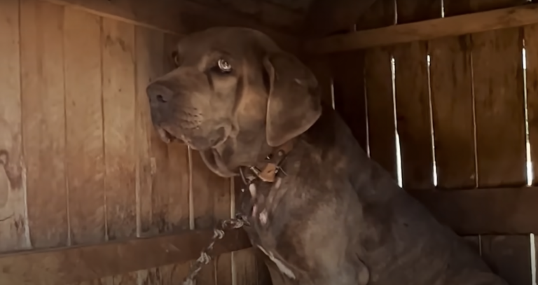 Dog Chained Up For Seven Years