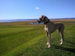 15 Large Dog Breeds Who Will Guard Their Territory Against Intruders of Any Size