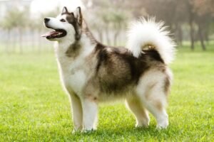 The 10 Best Dog Breeds for Minnesota Winters – Cold-Weather Champs!