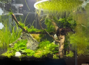 10 Ways to Prevent Algae in Your Fish Tank