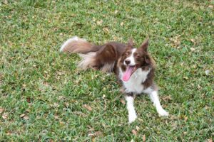 Why Boston Loves These 7 Dog Breeds (And the One That Surprises Everyone!)