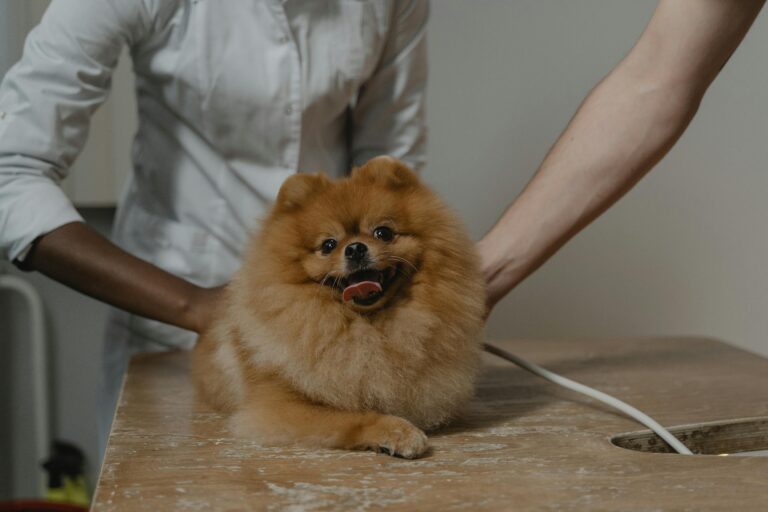 6 Ways to Manage "Poop Butt" in Long-Haired Dogs