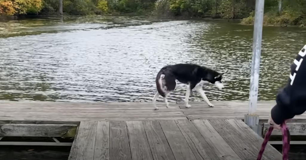 Terrified Husky Gets Rescued From Dock