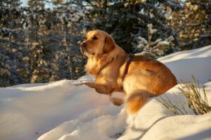 Golden retriever