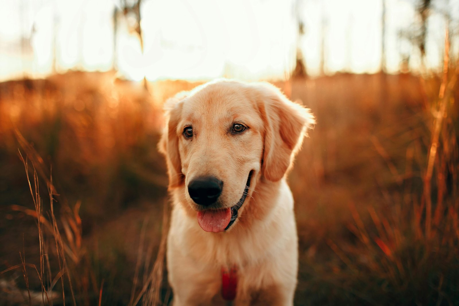 Golden Retriever: A Golden Smile for Gloomy Days