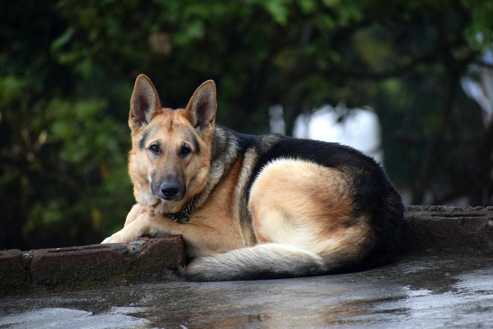German Shepherd: Loyal Guardians of the Mist