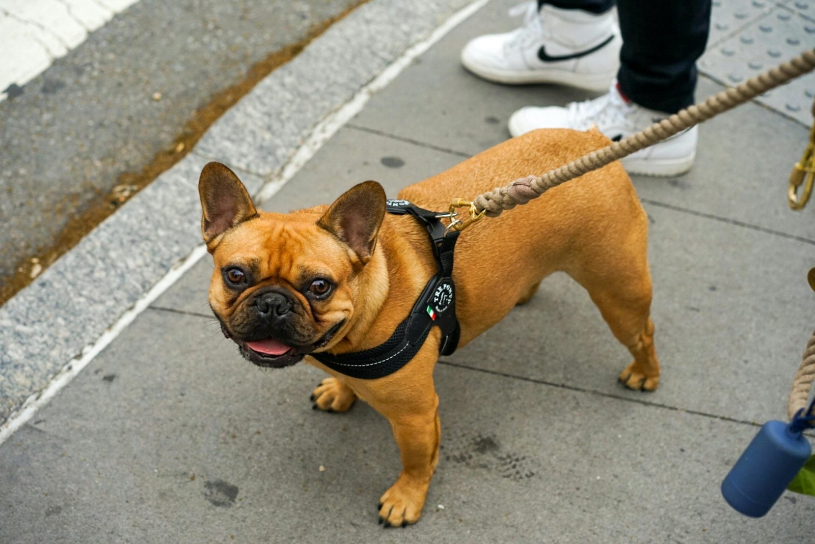 French Bulldog: Little Dogs with Big Personalities