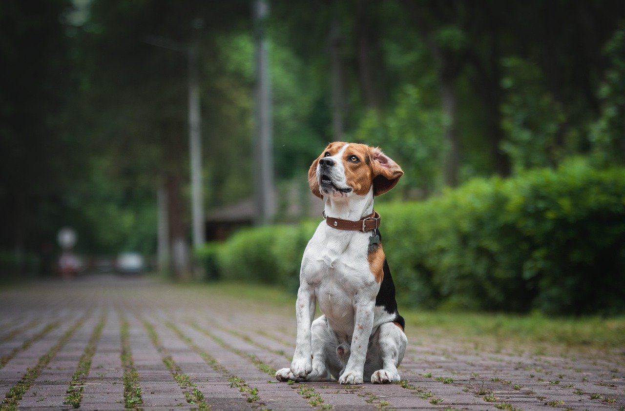 Beagle: The Curious Explorer of the Wetlands