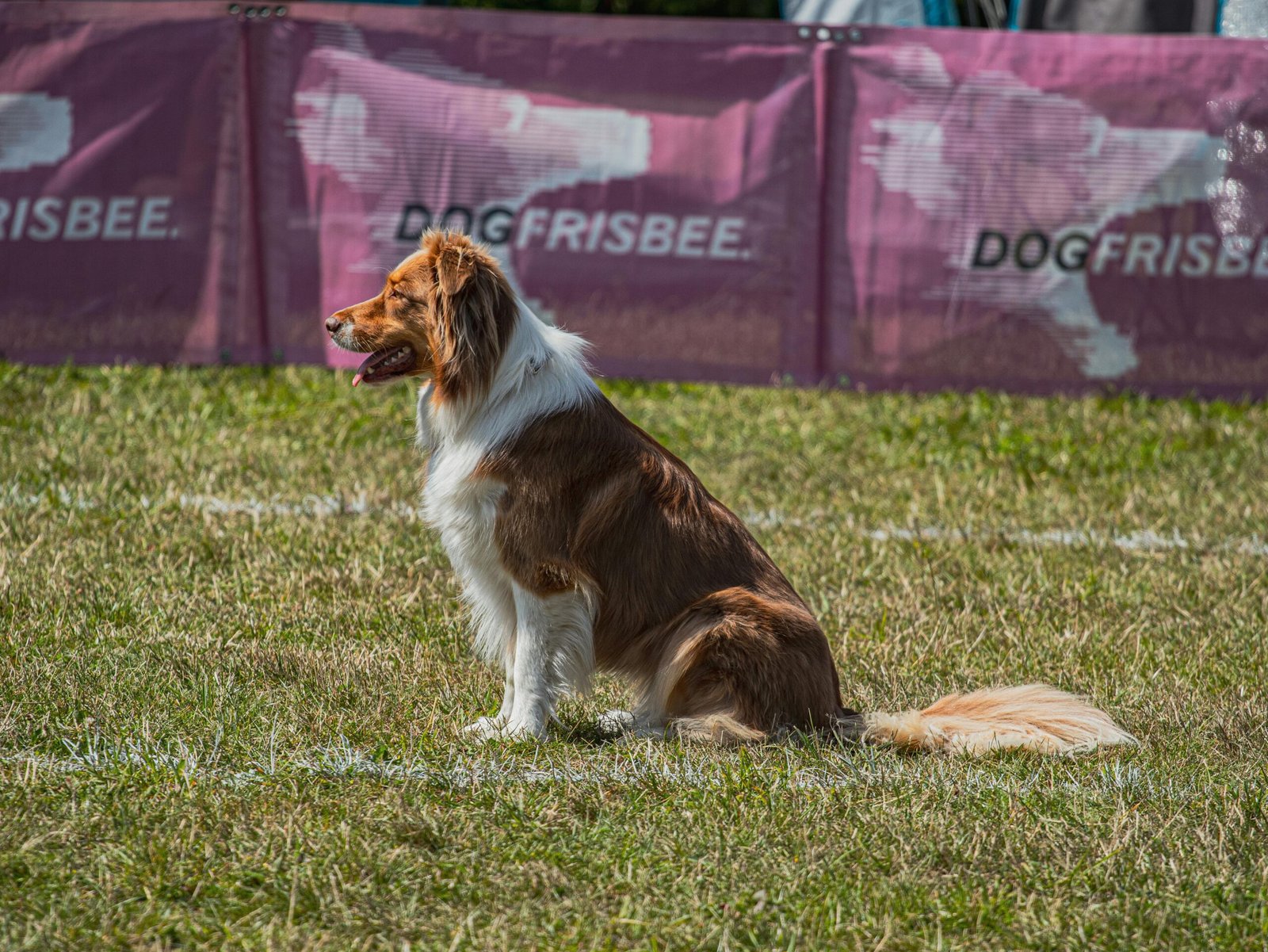 Australian Shepherd: The Energetic Rain Dancer