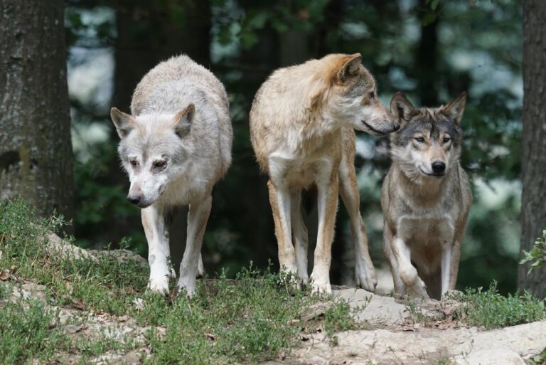 Into the Wild: Unveiling the Hidden World of Wolf Behavior and Social Bonds