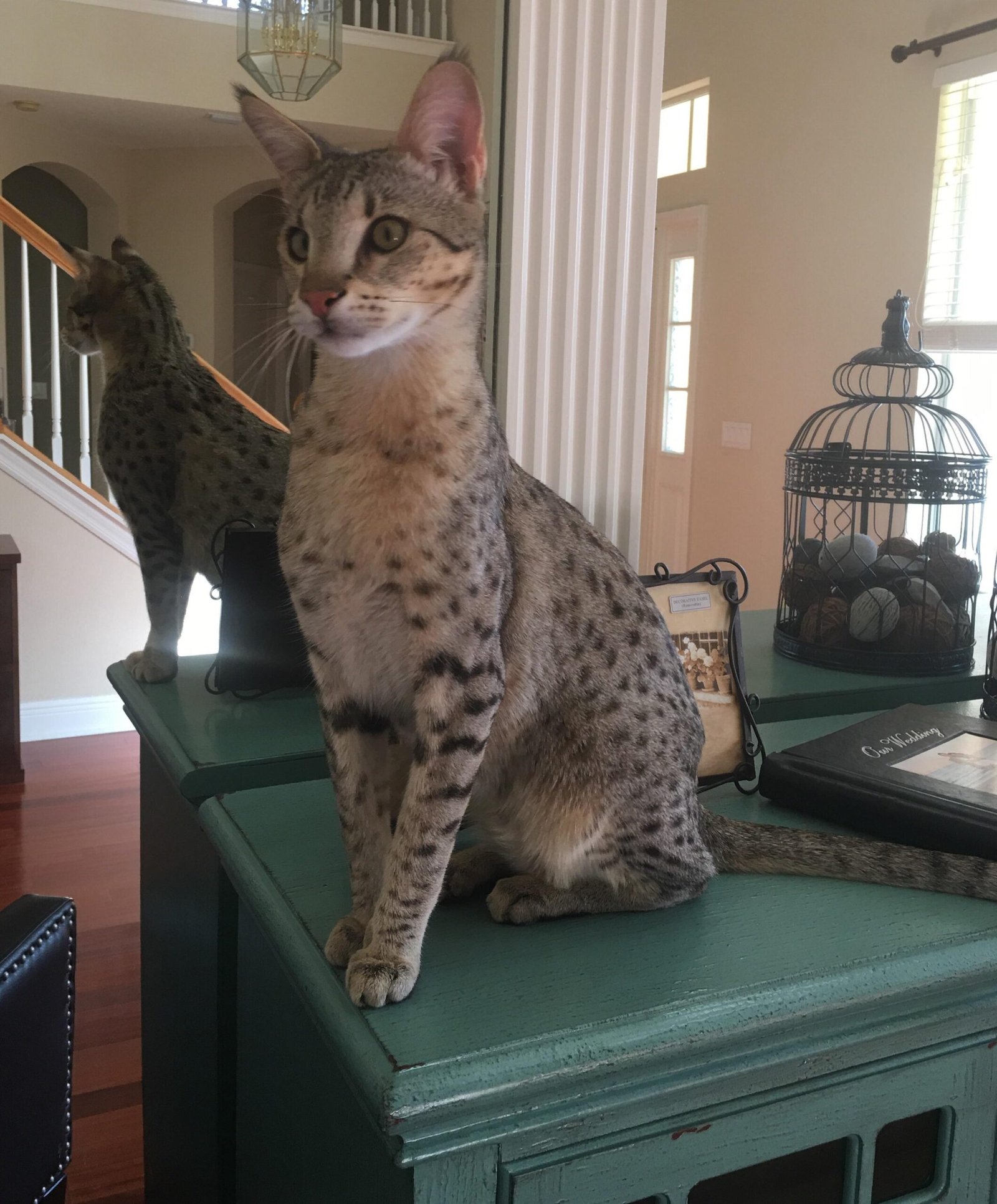 Savannah Cats: A Wild Streak