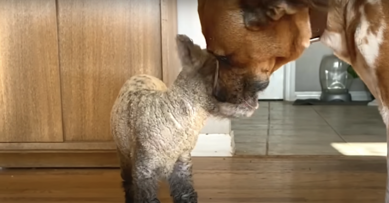 Lamb Was Adopted By A Dog