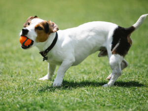 10 Tips to Care for Your Jack Russell Terrier to Live Longer