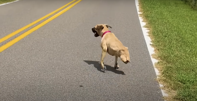 Dog With Two Legs