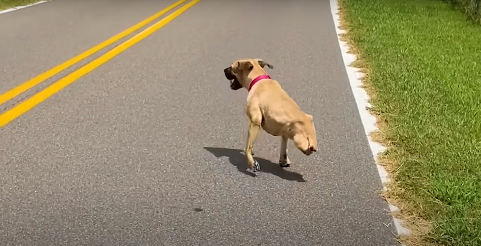 Two-Legged Dog Runs Through Life With A Smile