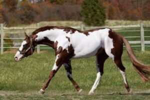 10 Facts about the American Paint Horse: A Colorful Icon of the West