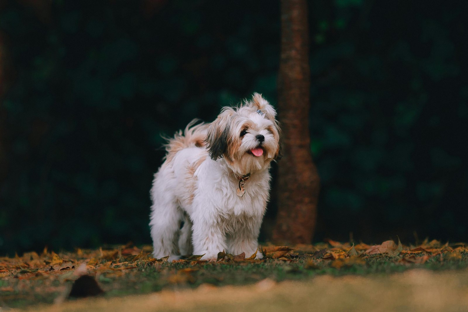 Shih Tzu: The Royal Companion