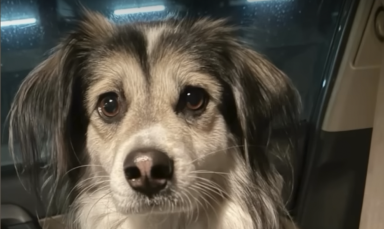 Reporters Break Into Guy's House To Save 3 Dogs