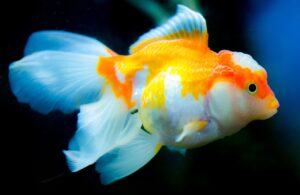 How to Prevent Swollen Belly in Pet Goldfish